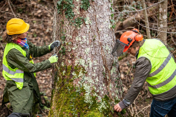 How Our Tree Care Process Works  in  Rosebud, TX