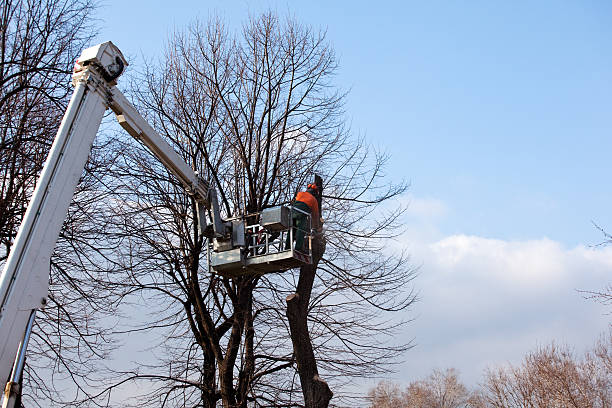 Reliable Rosebud, TX Tree Services Solutions